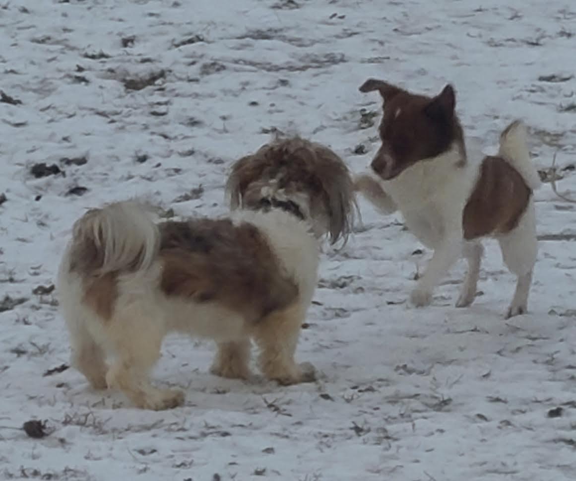 Enlarge Chase, a ADOPTABLE Lhasa Apso in Barrington, IL image 3/5