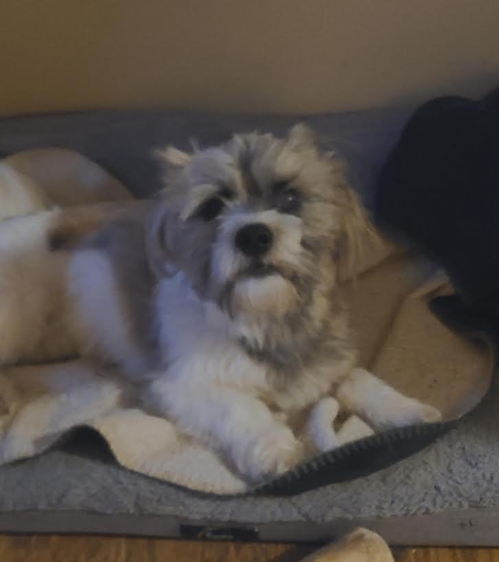 Enlarge Chase, a ADOPTABLE Lhasa Apso in Barrington, IL image 4/5