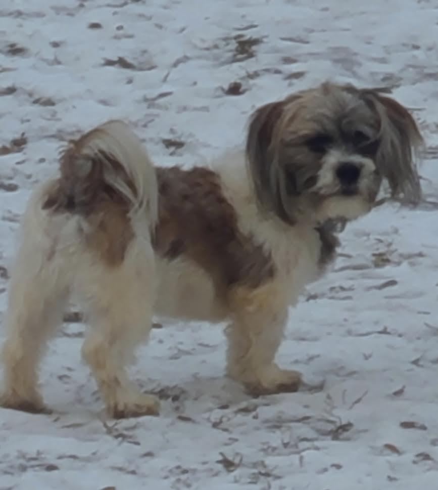 Enlarge Chase, a ADOPTABLE Lhasa Apso in Barrington, IL image 5/5
