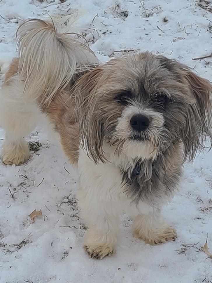Enlarge Chase, a ADOPTABLE Lhasa Apso in Barrington, IL image 1/5