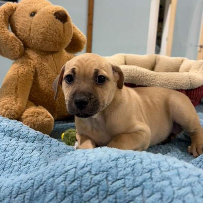 Moana, Adoptable, Puppy Female Labrador Retriever.