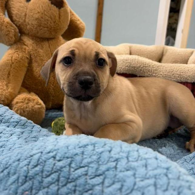 Moana, a Adoptable Labrador Retriever in Harlingen, TX image 2/2