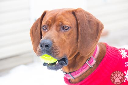 Enlarge Miss Red, a Adoptable mixed breed in Potsdam, NY image 1/3