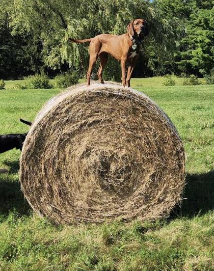 Enlarge Miss Red, a Adoptable mixed breed in Potsdam, NY image 2/3