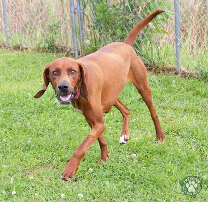 Enlarge Miss Red, a Adoptable mixed breed in Potsdam, NY image 3/3