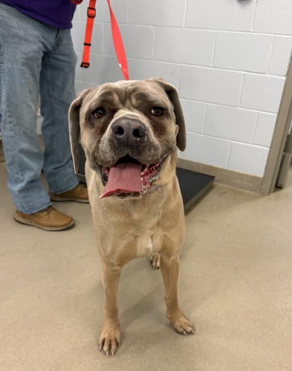 Swirly Girly, Adoptable, Adult Female Cane Corso.