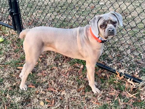 Enlarge Swirly Girly, a Adoptable mixed breed in Millersville, MD image 2/3