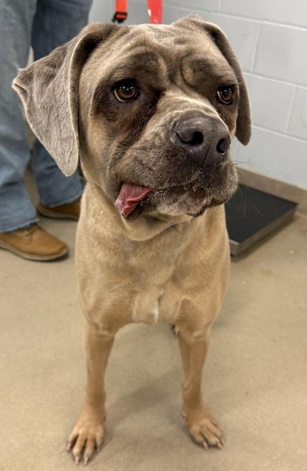 Enlarge Swirly Girly, a Adoptable mixed breed in Millersville, MD image 3/3