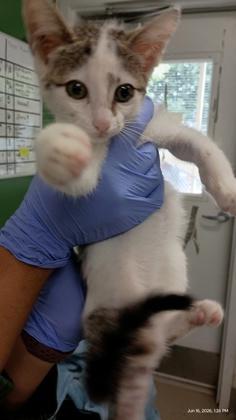 Enlarge Barb, a Adopted Domestic Short Hair in Athens, GA image 1/1