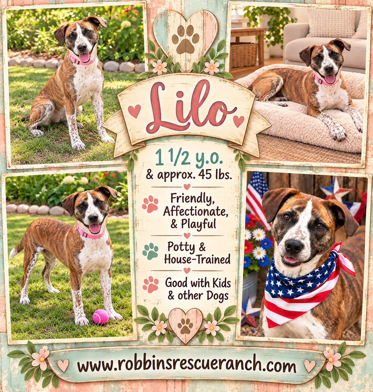 Lilo, Adoptable, Young Female Boxer.