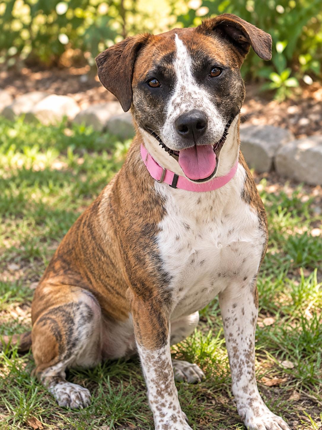 Enlarge Lilo, a Adoptable mixed breed in West Islip, NY image 2/5