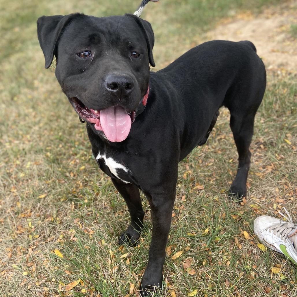 Onyx, Adoptable, Adult Male Pit Bull Terrier & Mixed Breed.