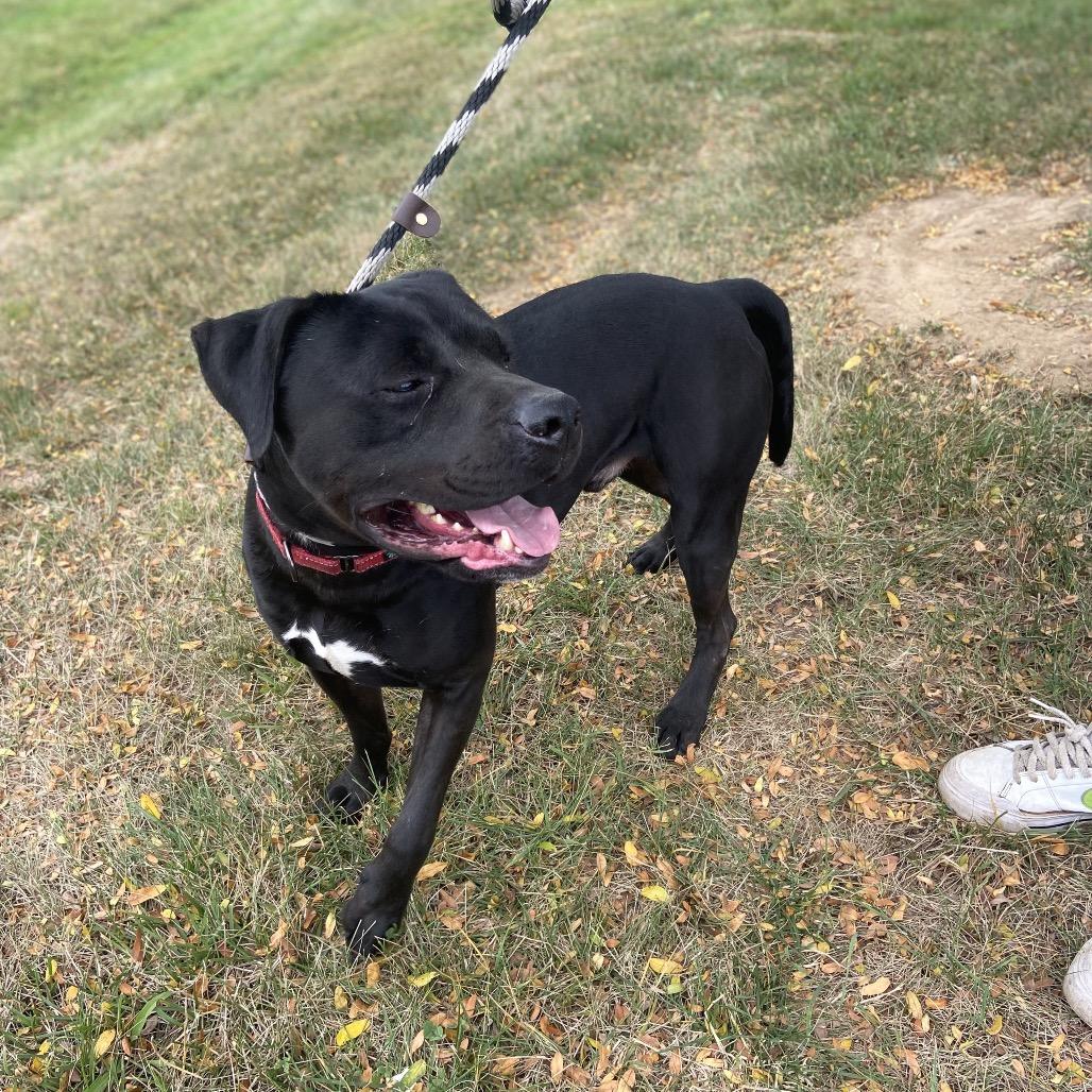 Enlarge Onyx, a Adoptable mixed breed in Hagerstown, MD image 2/6