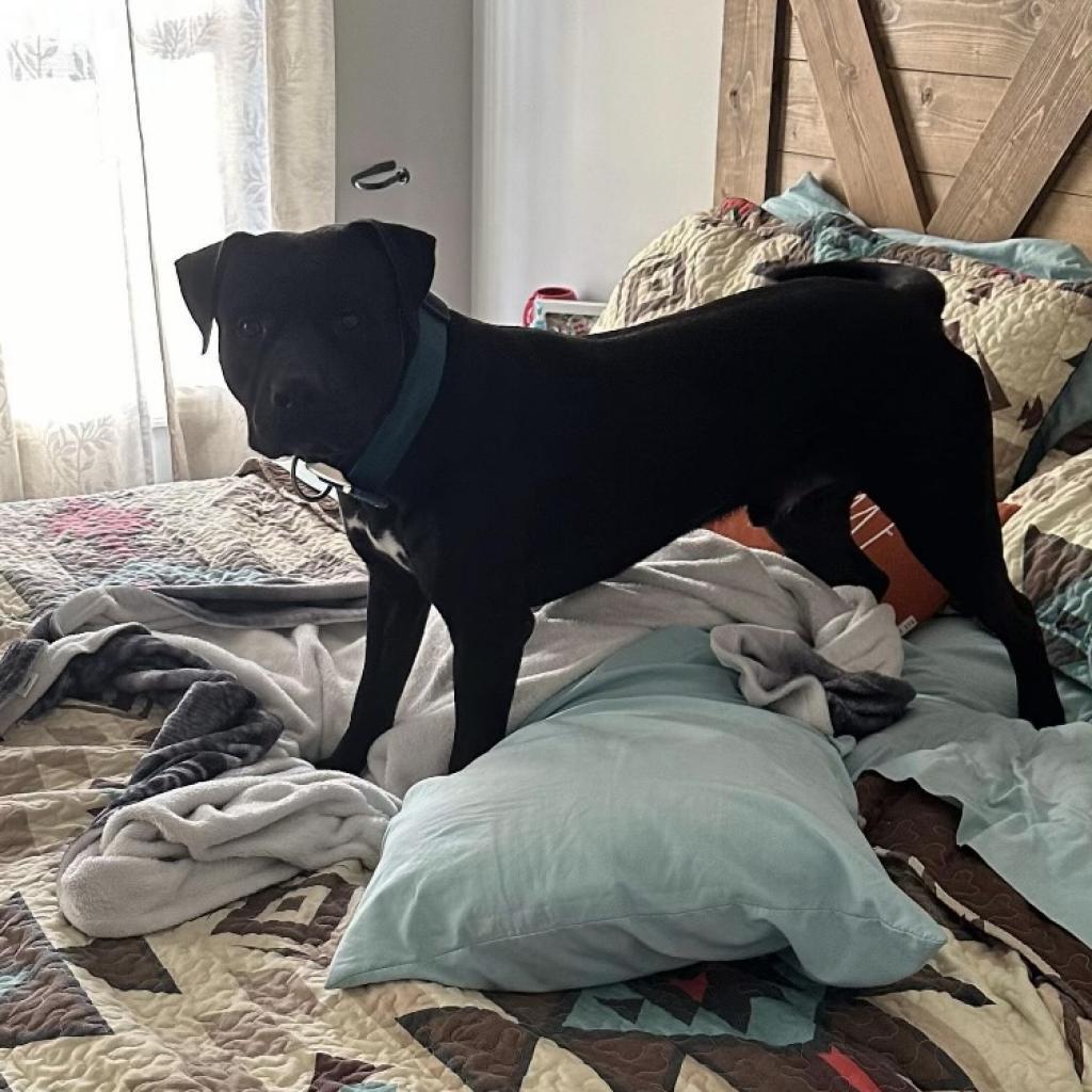 Enlarge Onyx, a Adoptable mixed breed in Hagerstown, MD image 3/6