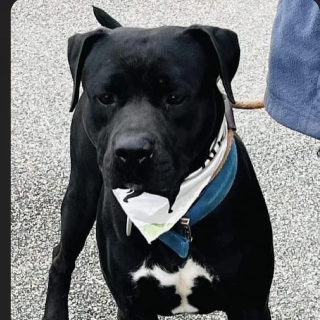 Enlarge Onyx, a Adoptable mixed breed in Hagerstown, MD image 4/6