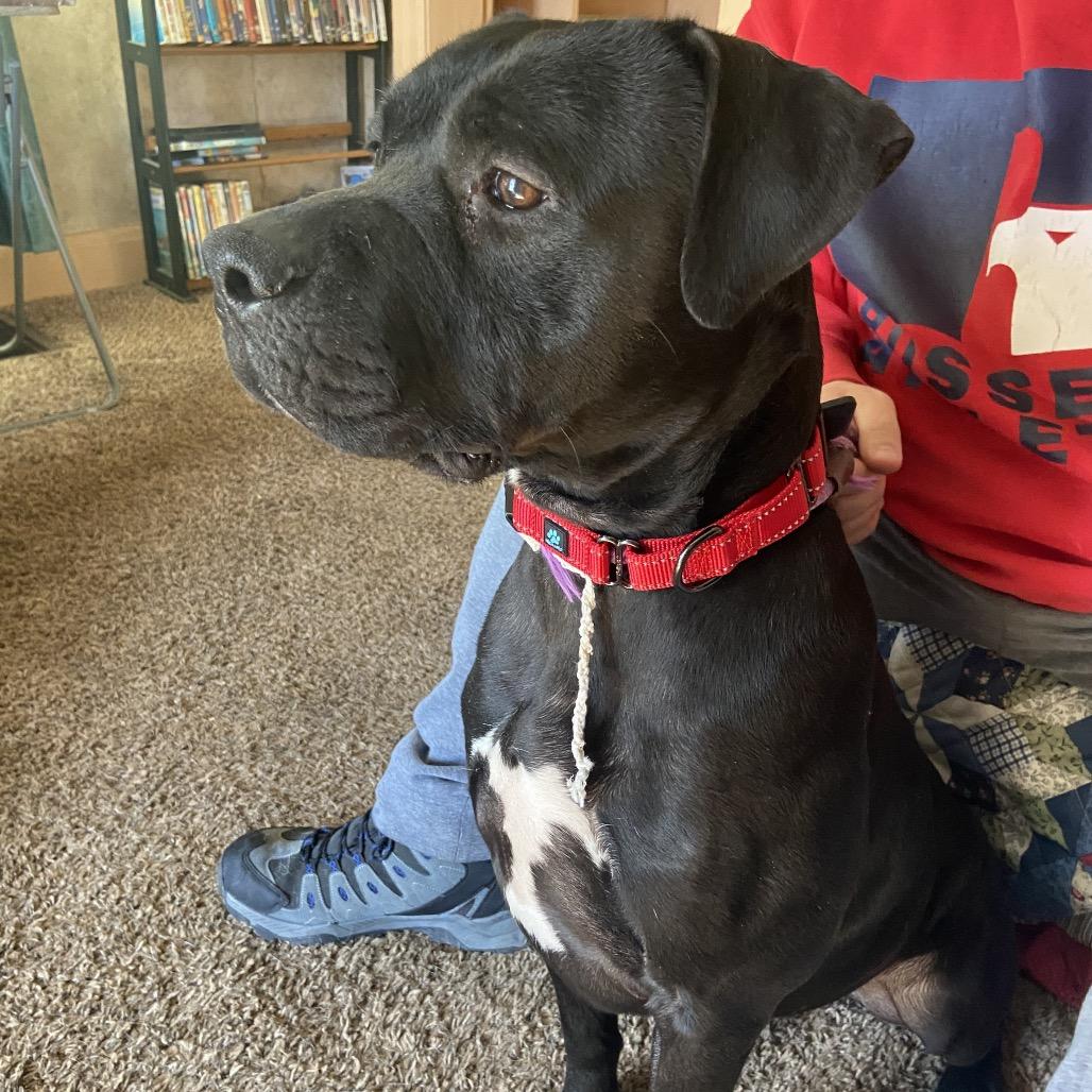 Enlarge Onyx, a Adoptable mixed breed in Hagerstown, MD image 5/6