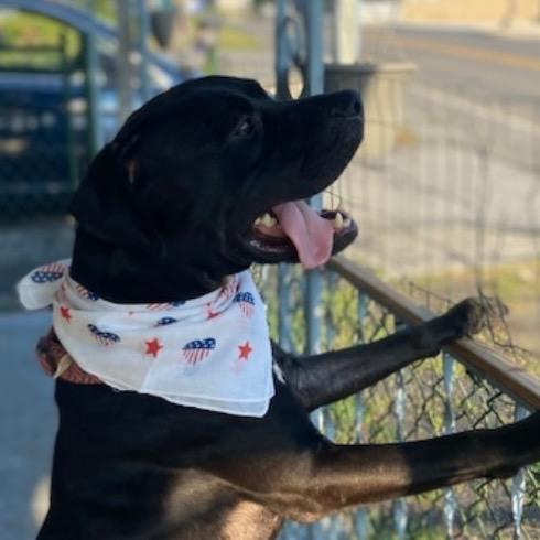Enlarge Onyx, a Adoptable mixed breed in Hagerstown, MD image 6/6