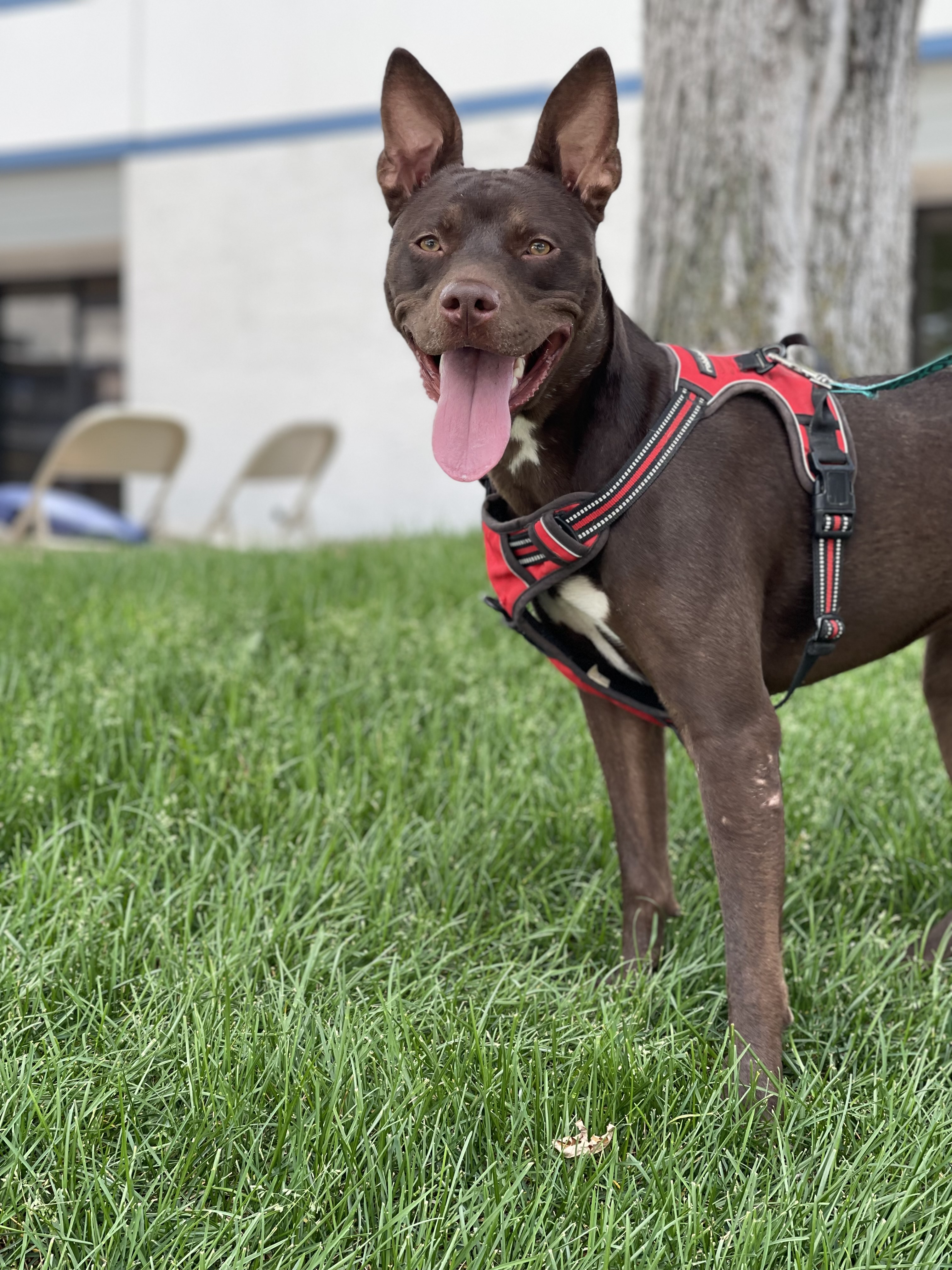 Sienna, Adoptable, Adult Female Australian Kelpie.