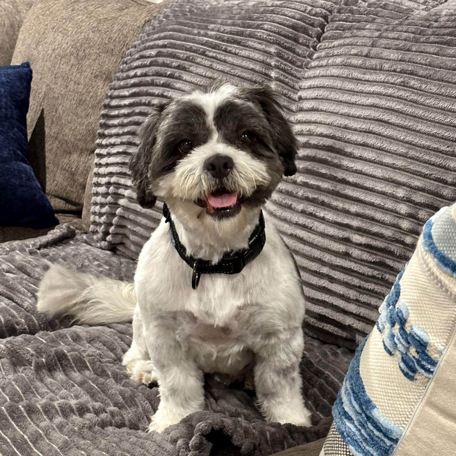 Millie, Adopted, Adult Female Shih Tzu.