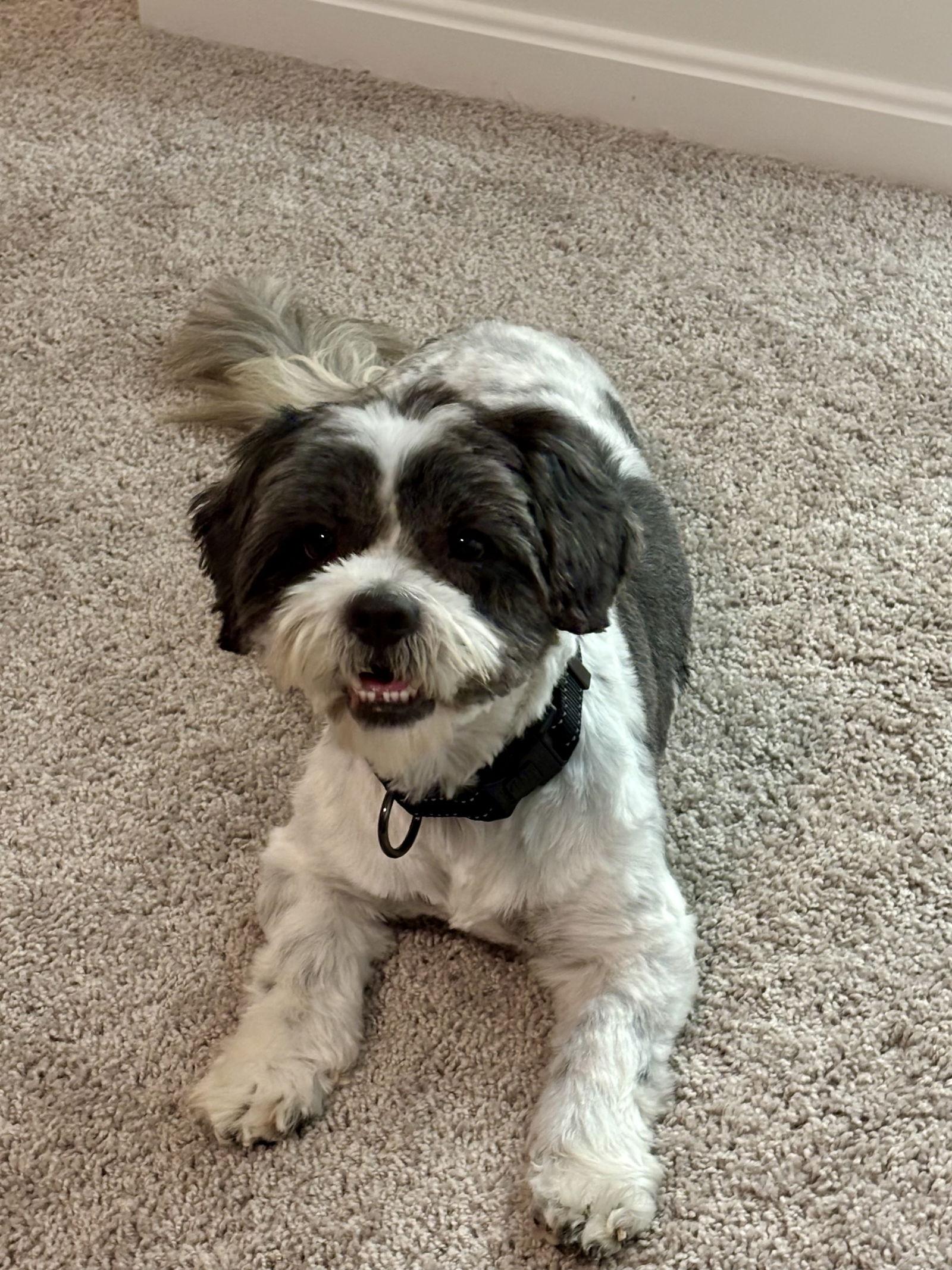 Enlarge Millie, a Adopted Shih Tzu in Alexandria, KY image 2/3