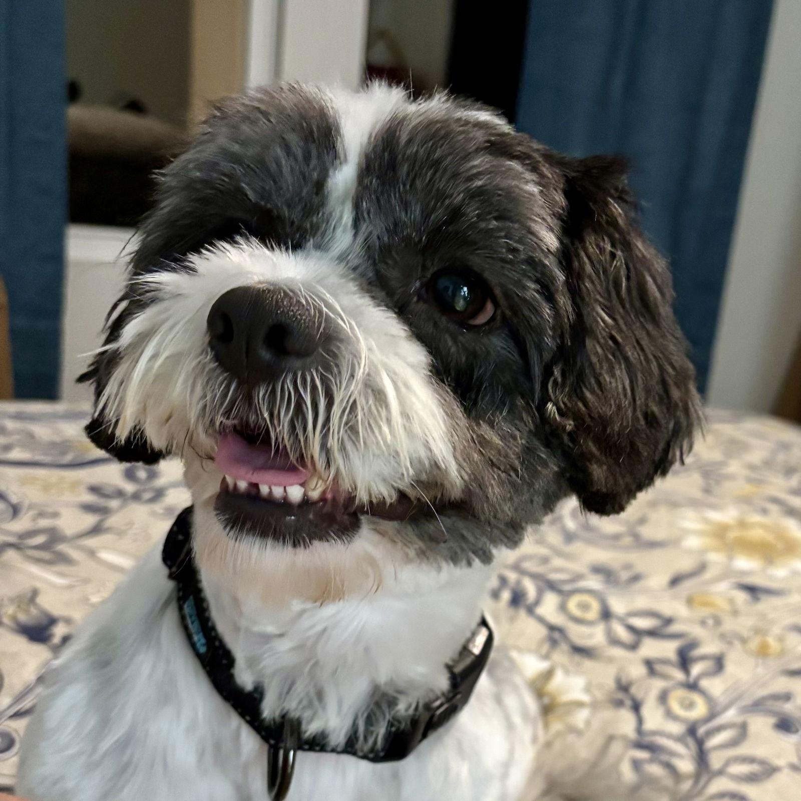 Enlarge Millie, a Adopted Shih Tzu in Alexandria, KY image 3/3