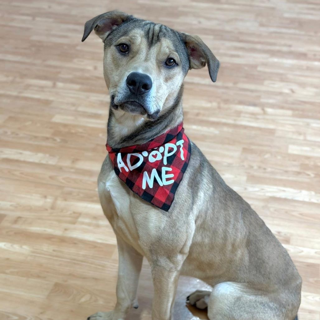 Enlarge Fender, a Adoptable Mixed Breed in DeKalb, IL image 1/6