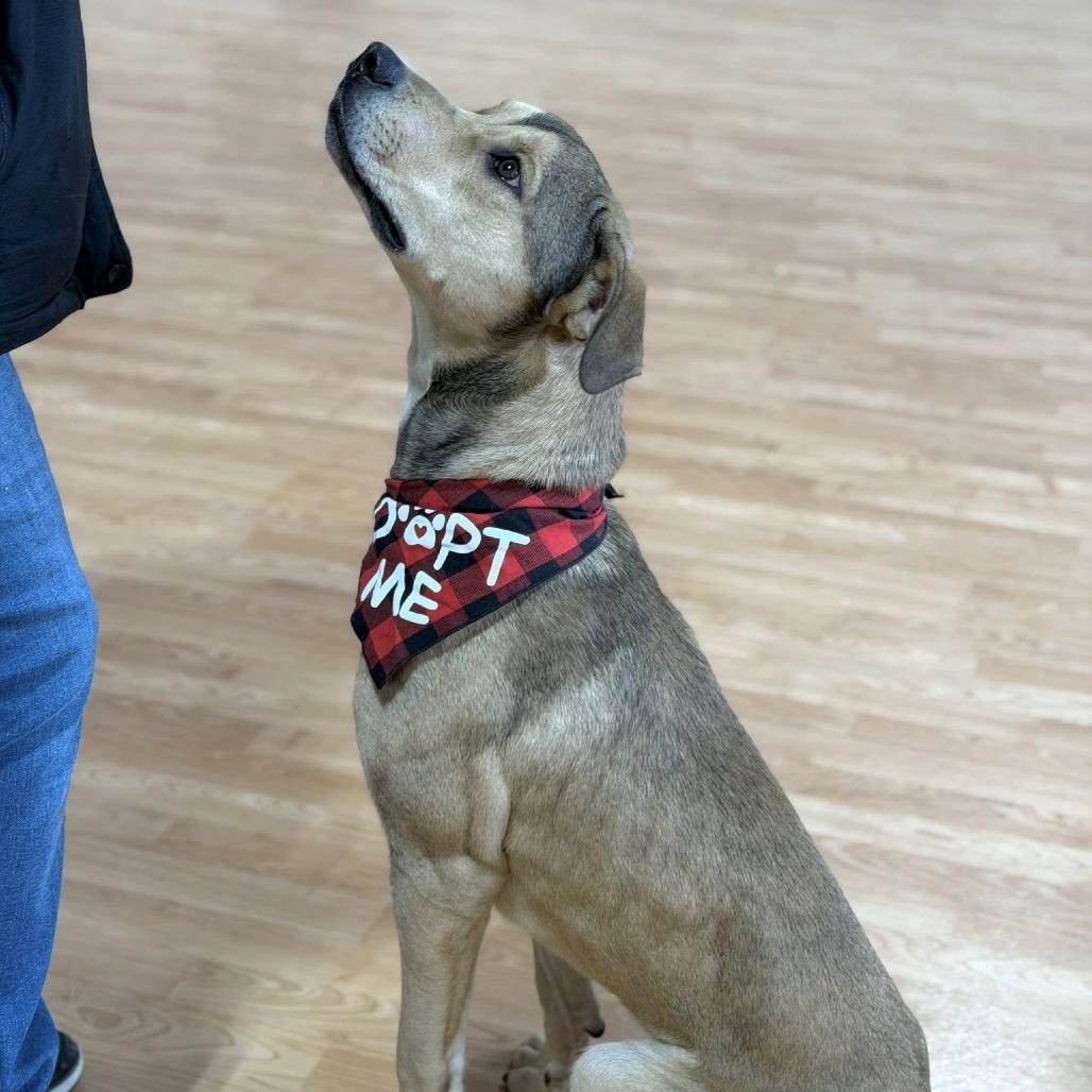 Enlarge Fender, a Adoptable Mixed Breed in DeKalb, IL image 2/6