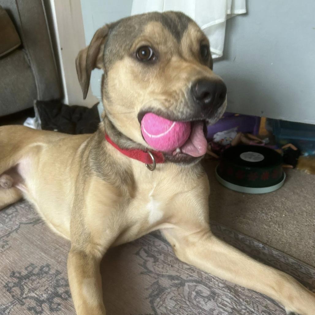 Enlarge Fender, a Adoptable Mixed Breed in DeKalb, IL image 3/6