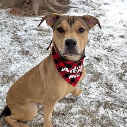 Enlarge Fender, a Adoptable Mixed Breed in DeKalb, IL image 4/6