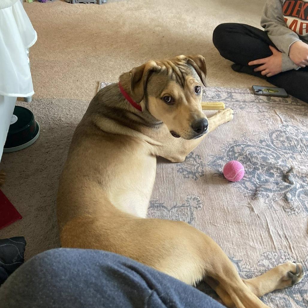 Enlarge Fender, a Adoptable Mixed Breed in DeKalb, IL image 6/6