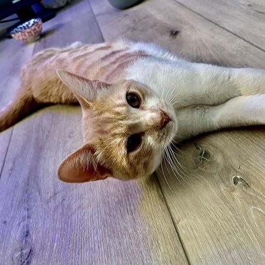 Enlarge K E V I N , a Adopted Domestic Short Hair in Redondo Beach , CA image 1/3