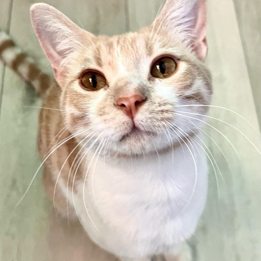 K E V I N , Adopted, Young Male Domestic Short Hair.