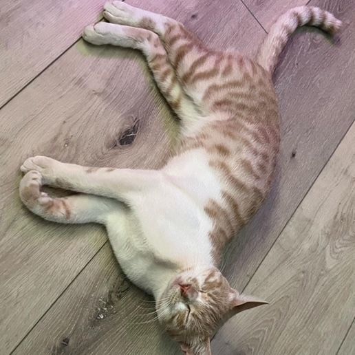 Enlarge K E V I N , a Adopted Domestic Short Hair in Redondo Beach , CA image 3/3