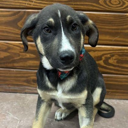 Enlarge Philip, an adopted mixed breed in The Colony, TX image 1/3