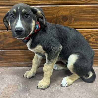 Enlarge Philip, an adopted mixed breed in The Colony, TX image 3/3