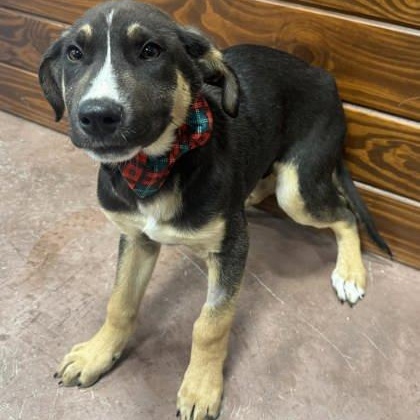 Enlarge Philip, an adopted mixed breed in The Colony, TX image 2/3