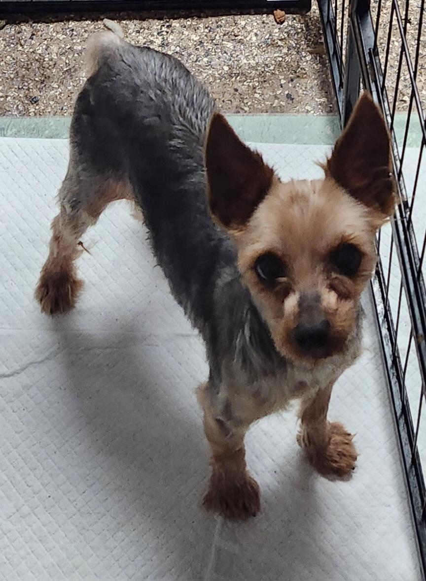 Enlarge Harper, a ADOPTABLE Yorkshire Terrier in Smithfield, PA image 1/1