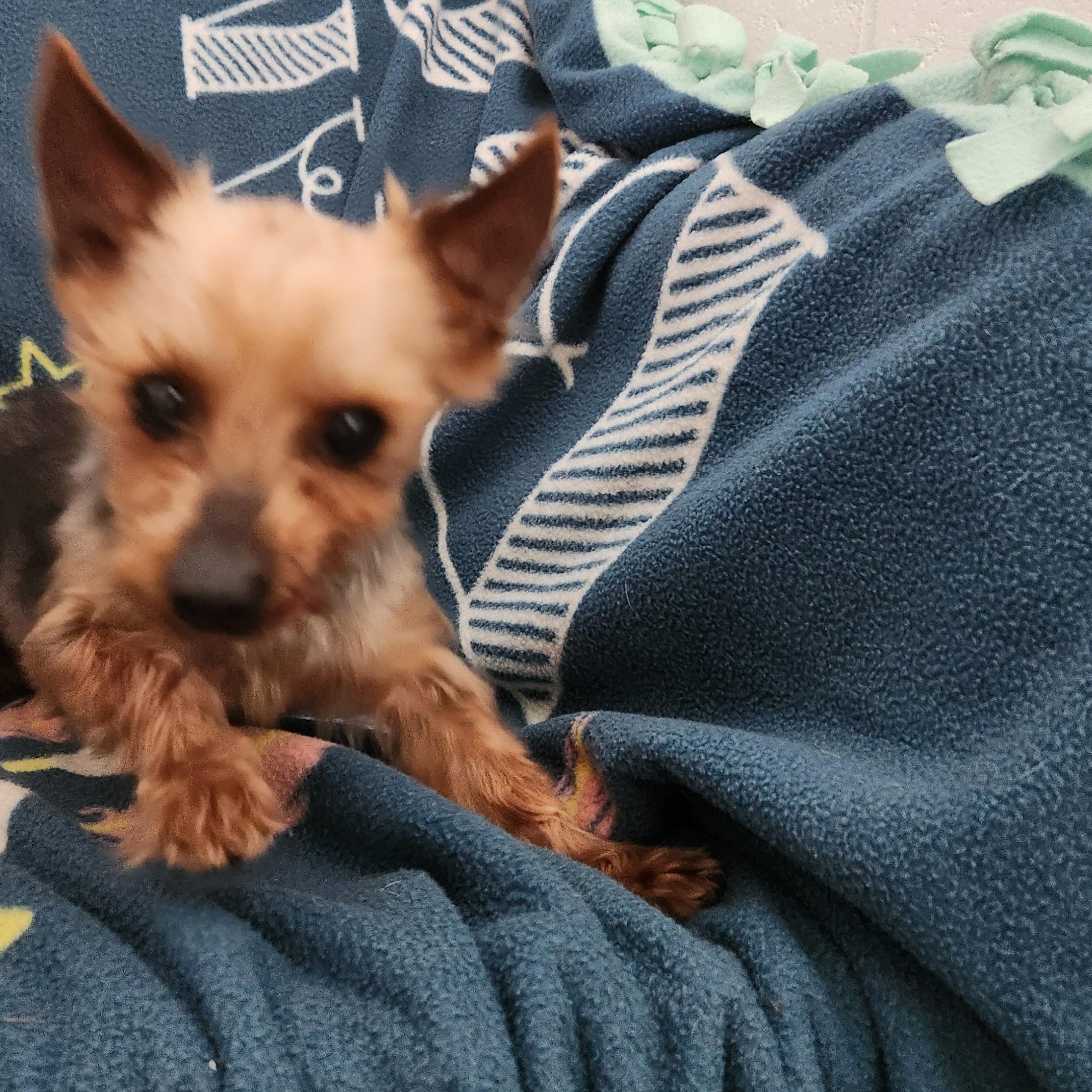 Harper, ADOPTABLE, Adult Male Yorkshire Terrier.