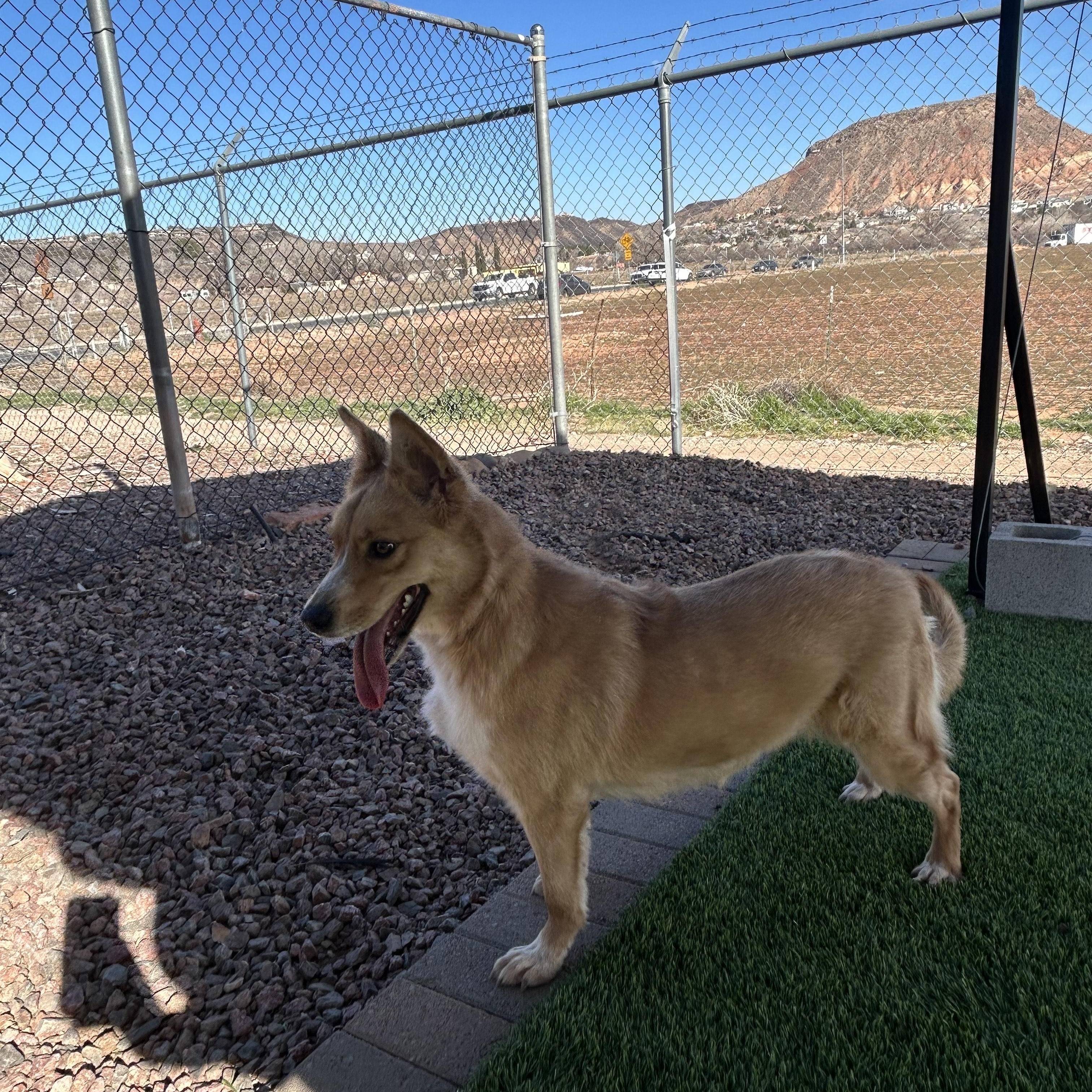 LUNA, ADOPTABLE, Young Female Border Collie.