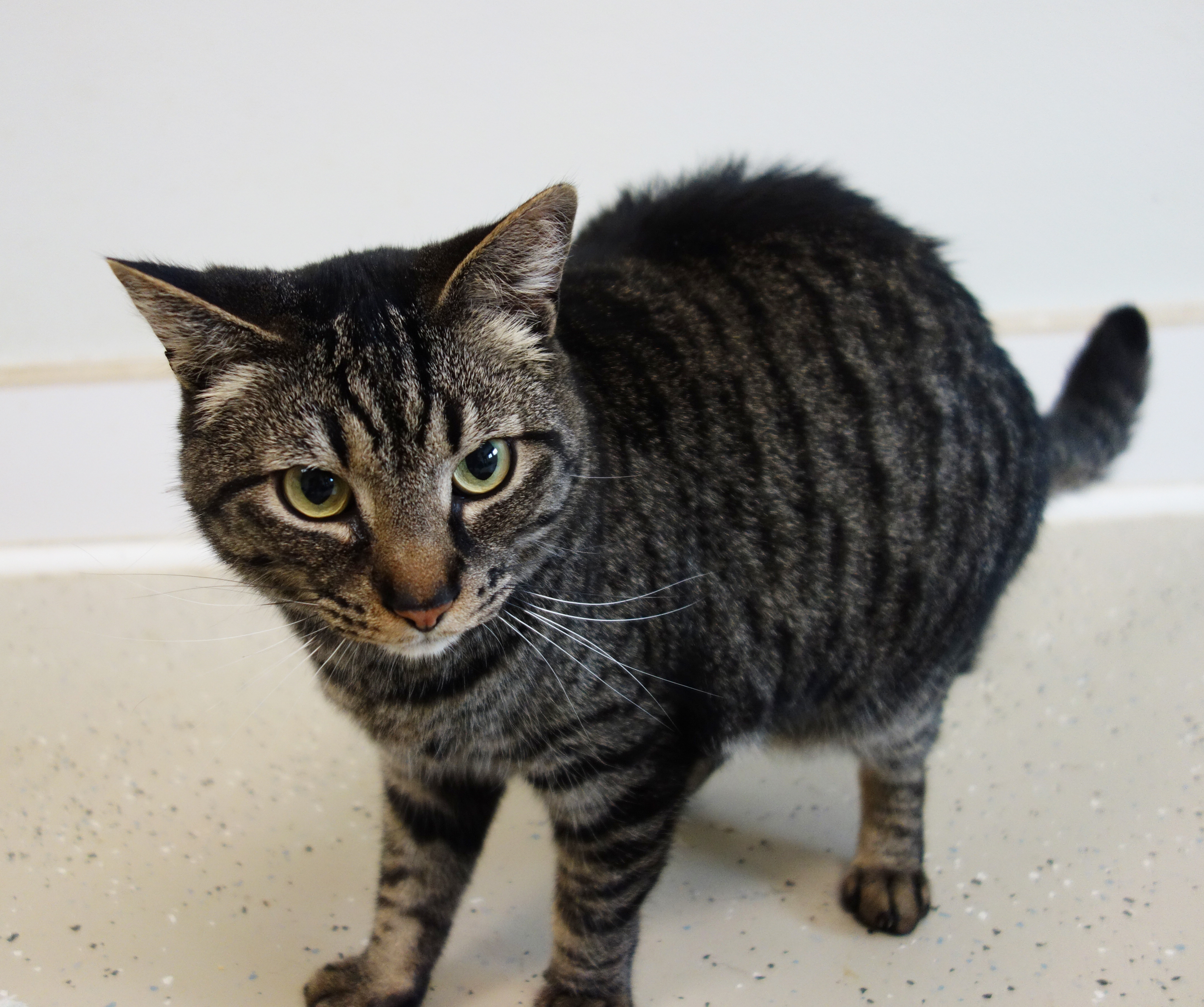 Victor, Adult Male unknown