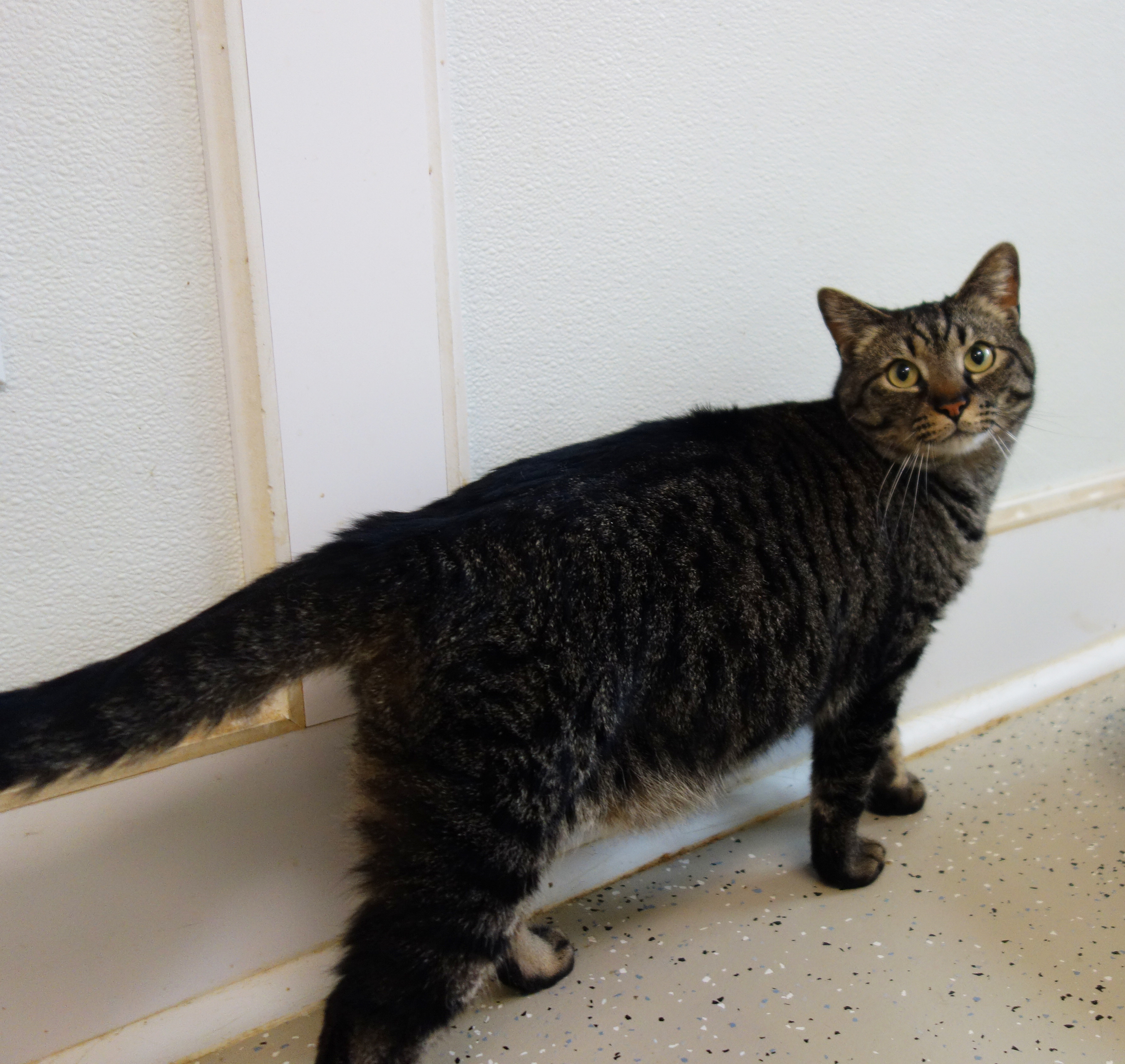 Enlarge Victor, a Adoptable Domestic Short Hair in Gouldsboro, PA image 3/3