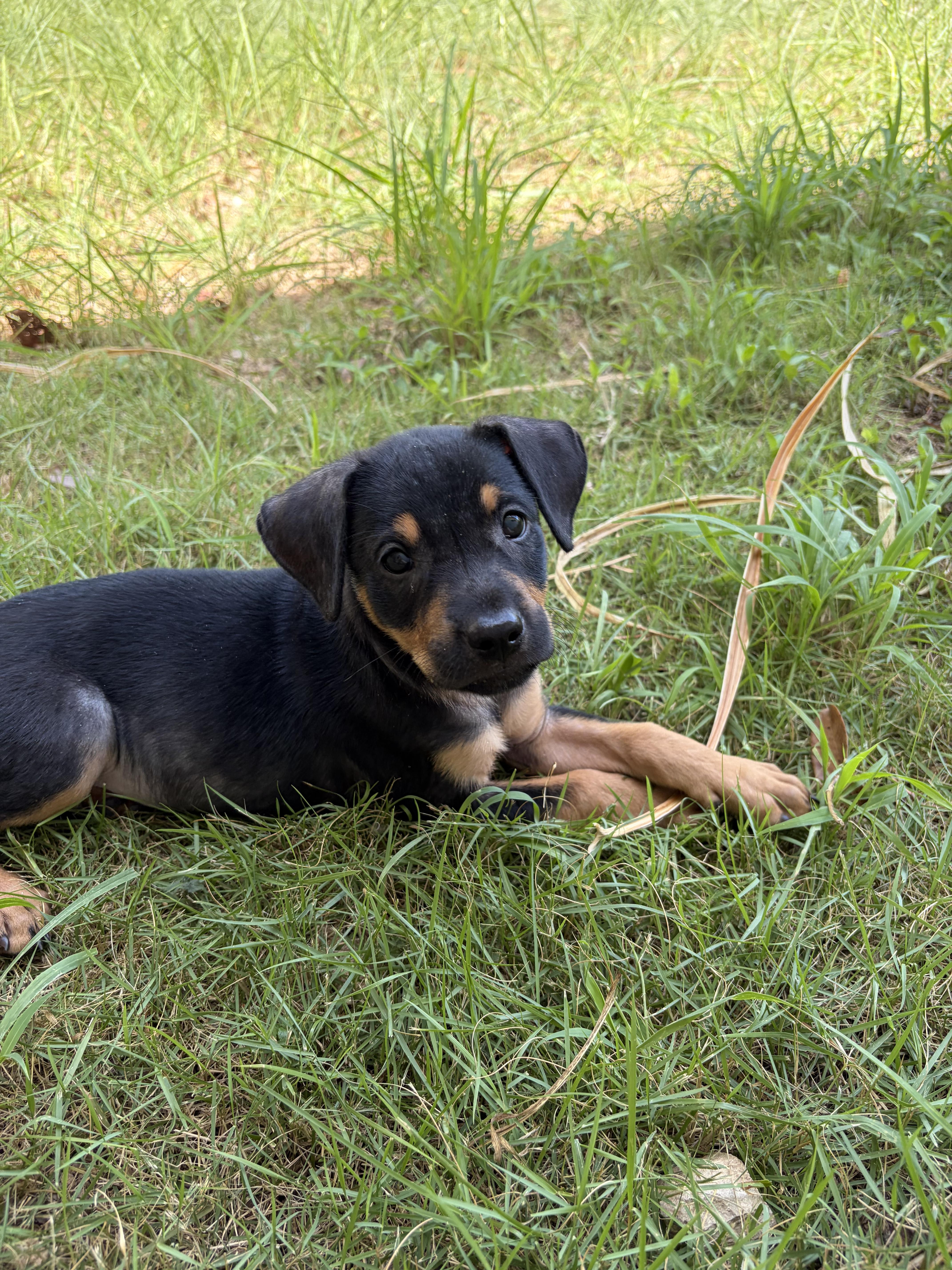 Enlarge Garrett, a ADOPTABLE mixed breed in Huntington, NY image 3/4
