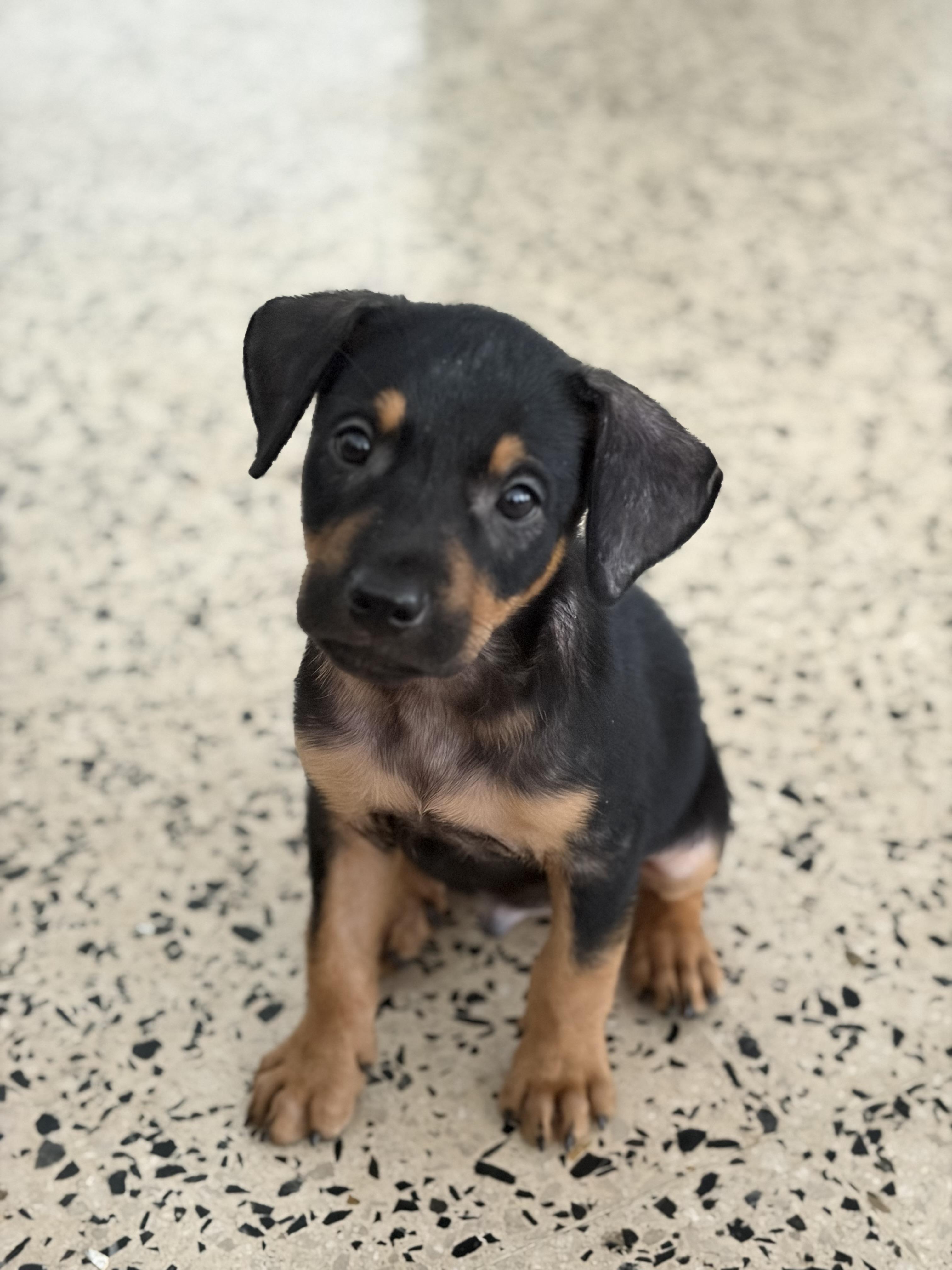 Enlarge Garrett, a ADOPTABLE mixed breed in Huntington, NY image 2/4