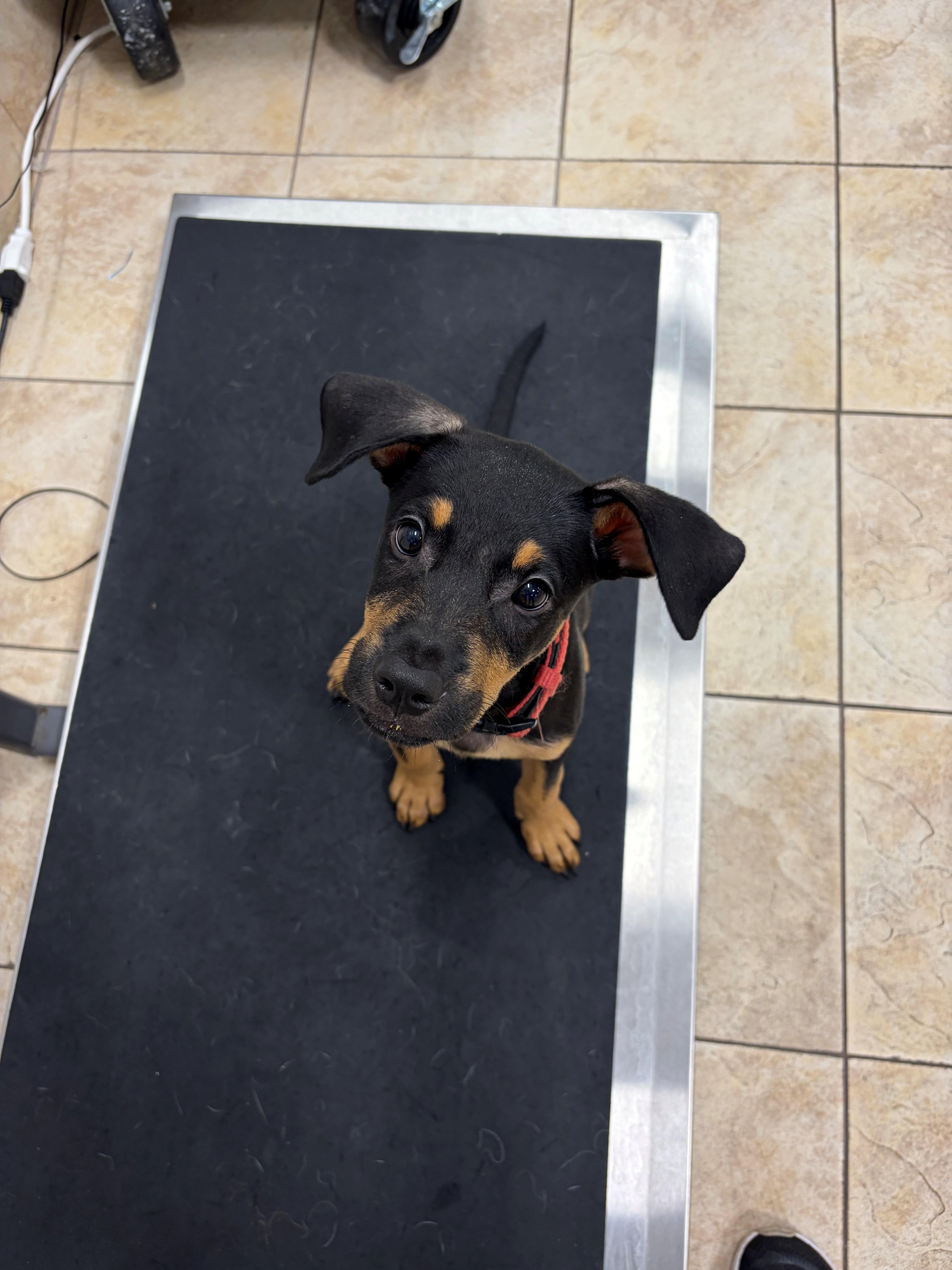 Enlarge Garrett, a ADOPTABLE mixed breed in Huntington, NY image 4/4