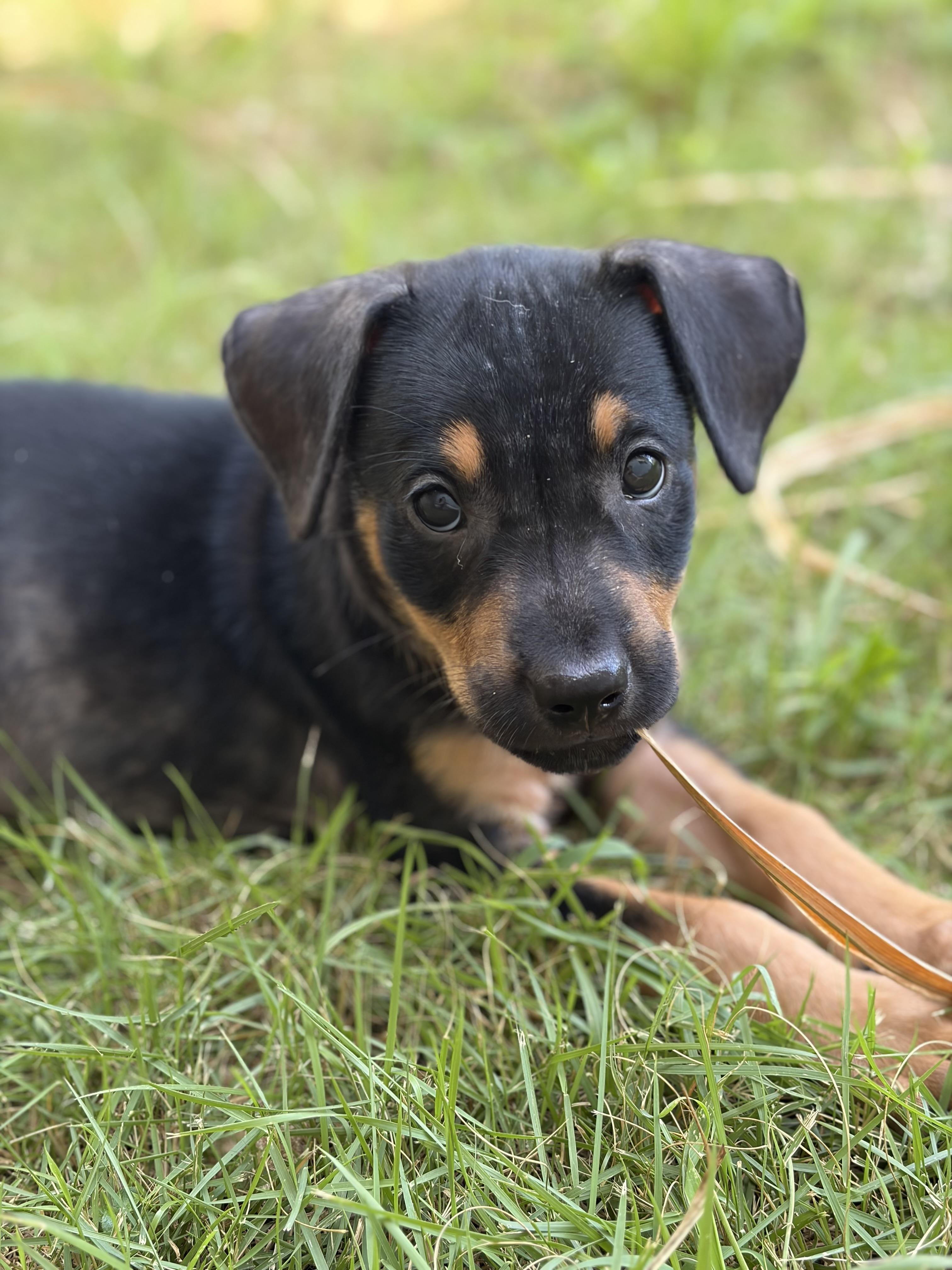 Garrett, ADOPTABLE, Puppy Male Rottweiler.