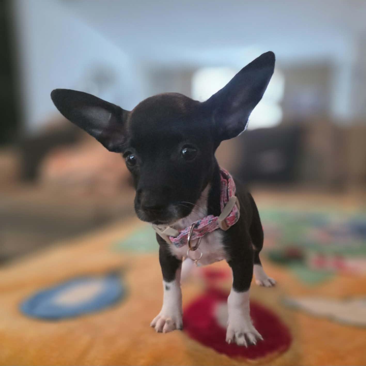 Dora, Adoptable, Puppy Female Chihuahua & Rat Terrier.