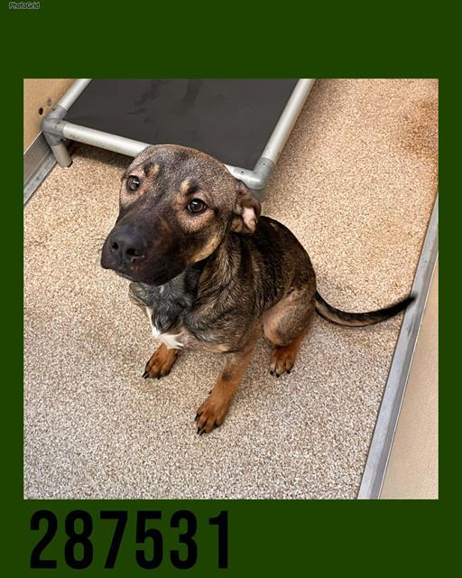 ARIES, Adoptable, Young Male Mixed Breed.