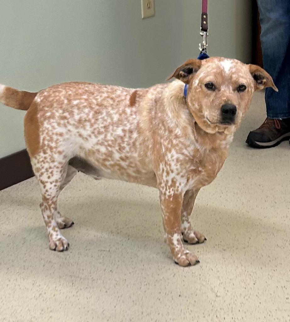 Enlarge Fritz, a ADOPTABLE Australian Cattle Dog / Blue Heeler in Amery, WI image 3/3