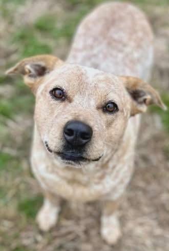 Fritz, ADOPTABLE, Adult Male Australian Cattle Dog / Blue Heeler.
