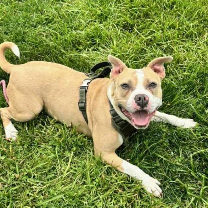 Poptart (Fancy), Adoptable, Adult Female Terrier.
